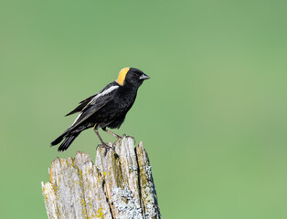 Fototapeta premium Bobolink on Fence Post on Green Background