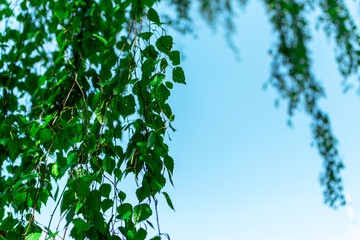 Birch branches with young juicy green leaves hang against the blue sky. Branches swaying in the wind