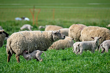 Weidende Hausschafe ( Ovis gmelini aries ; früher Ovis aries Linné ).