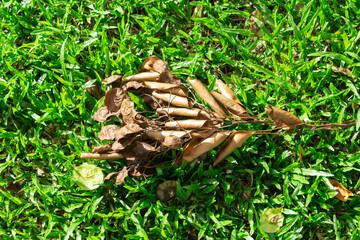 close up:  leaves fall on the green grass in the park