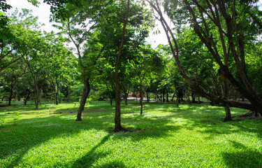 Fototapeta na wymiar Many trees at the park in Bangkok