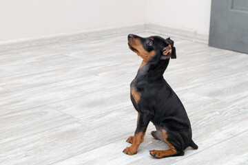 Brown miniature pinscher puppy sitting on a wooden floor at home