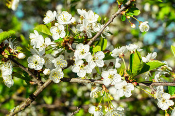 Background from branches of apple trees with white flowers on blue sky background. Blossoming apple orchard in spring.Europe. Beauty world.