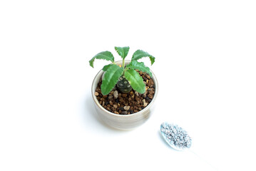 Plants and fertilizer on white background