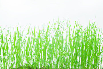 Grass on a white