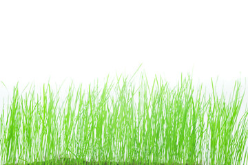 Fototapeta premium Grass on a white