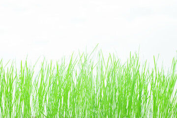 Grass on a white