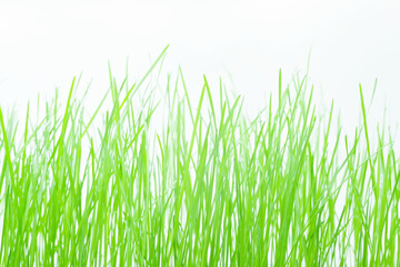 Fototapeta na wymiar Grass on a white