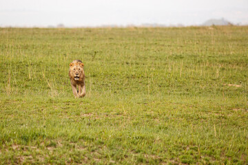 Male lion coming downhill in a Game Reserve in Kwa Zulu Natal in South Africa with copy space