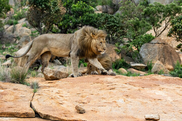 Male lion passing his brother in Nkomazi Game Reserve in Kwa Zulu Natal in South Africa