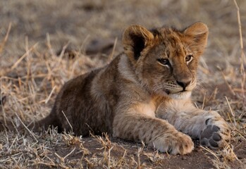 Closeup shot of a juvenile lion laying on the ground - perfect for background