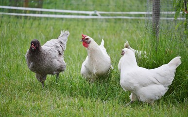 A variety of Cockerels and hen chickens in a field
