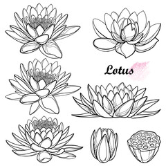 Set of outline Lotos or water lily flower, bud and seed pod in black isolated on white background.