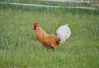 Brown and white cockerel in a field. 