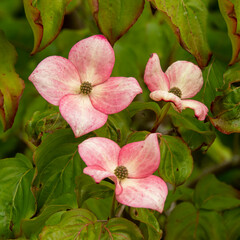 Obraz premium Pretty pink flowers on a garden bush, Cornus kousa Miss Satomi