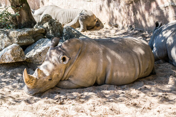 Fototapeta premium Rhinocéros blanc photographié dans un parc animalier