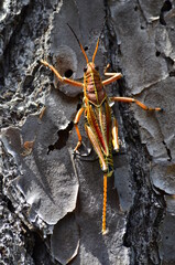 grasshopper on the tree