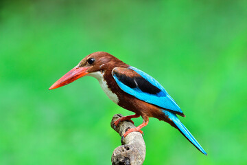 White-throated Kingfisher