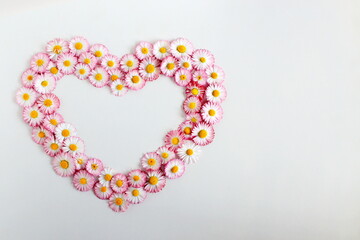 spring flowers daisies laid out with a heart on a white background top view, flower arrangement