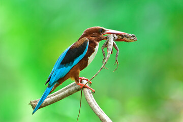 White-throated Kingfisher