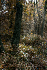 Paisaje otoñal en la reserva ecológica natural italiana con árboles y asiento de madera