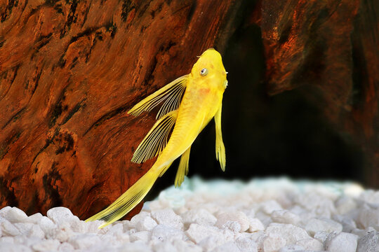pleco catfish blue eye bushybose Ancistrus dolichopterus