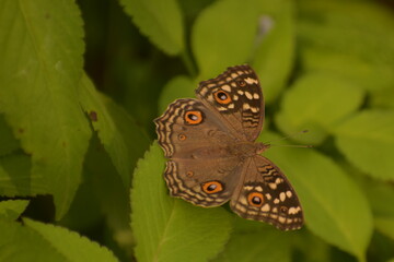 beautiful photograph of lemon pansy ( junonia lemonias ) butterfly sitting on green leaf.
