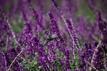 Hummingbirds in nature. The white-vented violetear (Colibri serrirostris) hovering and drinking the nectar from purple flowers of Woodland Sage. 