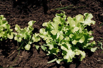 green salad