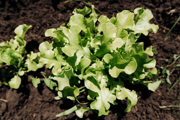 green salad
