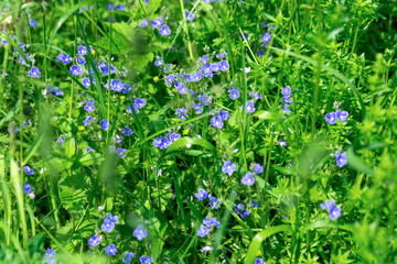 blue flowers in the grass