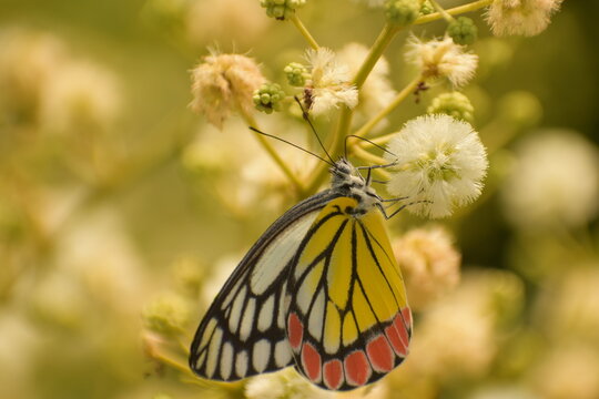 magnificient wallpaper of common jezabel ( delias eucharis ) butterfly sucking nector from white flower,