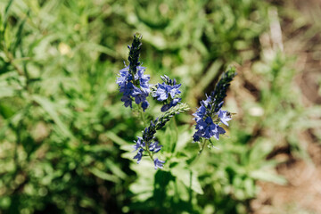 blue wildflowers