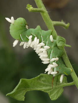 A tobacco hornworm (Manduca sexta) that has been host to the larvae of a parasitoid wasp. The white bumps on the caterpillar are cocoons from many wasp larvae that grew inside the caterpillar.