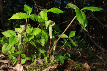 Jack in the pulpit (Arisaema triphyllum), a common woodland plant in eastern North America that lives in forests.