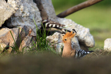 The Eurasian hoopoe (Upupa epops) sitting in front of a nest on the ground with a worm in its beak. Hoopoe with green background.