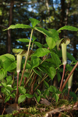 Jack in the pulpit (Arisaema triphyllum), a common woodland plant in eastern North America that lives in forests.