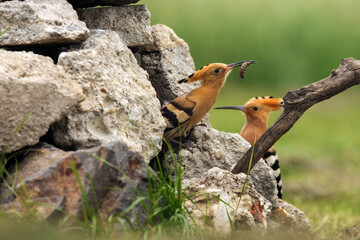The Eurasian hoopoe (Upupa epops) sitting in front of a nest on the ground. A female peeks out of a ground nest in a pile of rocks. © Karlos Lomsky