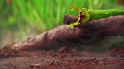 carnivorous buttercup plants at morning fog in the forest