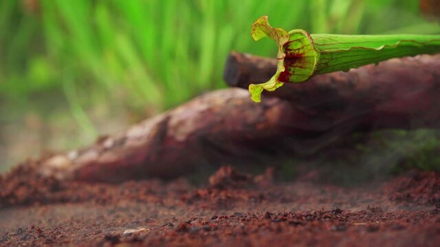 carnivorous buttercup plants at morning fog in the forest