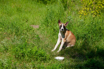 Dog puppy sitting in the green grass on a summer sunny day