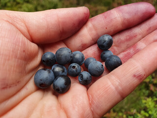 Close up of woman hand with tasty blueberries. Background