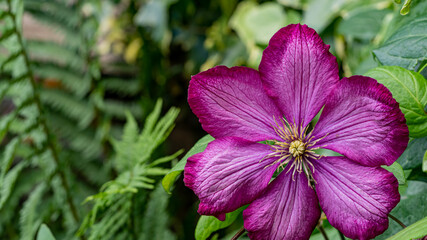 Purple flower in the garden