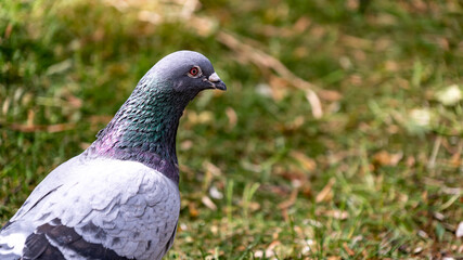 Close up of a pigeon on grass