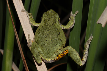 Dorsal view of a Gray Treefrog (Hyla versicolor) climbing on cattails. The bright yellow flash...