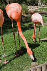 pink flamenco in the foreground eating with others behind him in a zoo in semi-liberty