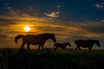 Fototapeta na wymiar Herd of horses on the field against the background of the evening sky, in the backlight. Silhouette photography.
