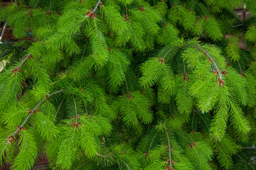 Beautiful bright green spruce branches