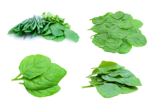 collection of fresh green spinach  isolated on white background