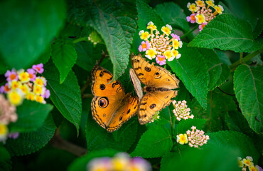 THREE PEACOCK PANSY BUTTERFLIES SITTING ON A FLOWER AND SUCKING HONEY